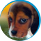 Buy Beagle Dogs in Delhi