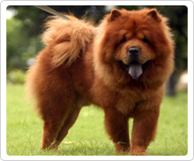 chow chow puppy price