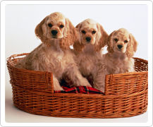 Buy Cocker Spaniel Dogs in Delhi